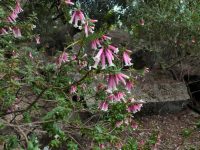 Epacris longiflora - fuchsia heath grows on the central coast of new south wales