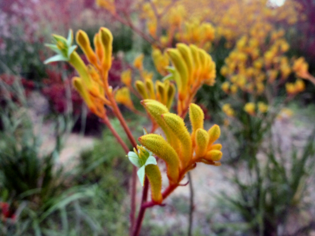 Anigozanthos Landscape Gold Kangaroo Paw Gardening With Angus,Knitting Vs Crochet Which Is Easier