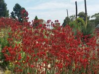 Anigozanthos Landscape Scarlet - kangaroo paw is a great australian native cut flower