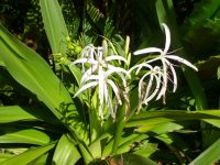 Crinum pedunculatum - swamp lily