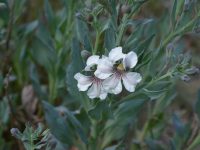Goodenia albiflora - White Goodenia