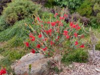 Verticordia grandis- scarlet featherflower is a beautiful australian cut flower