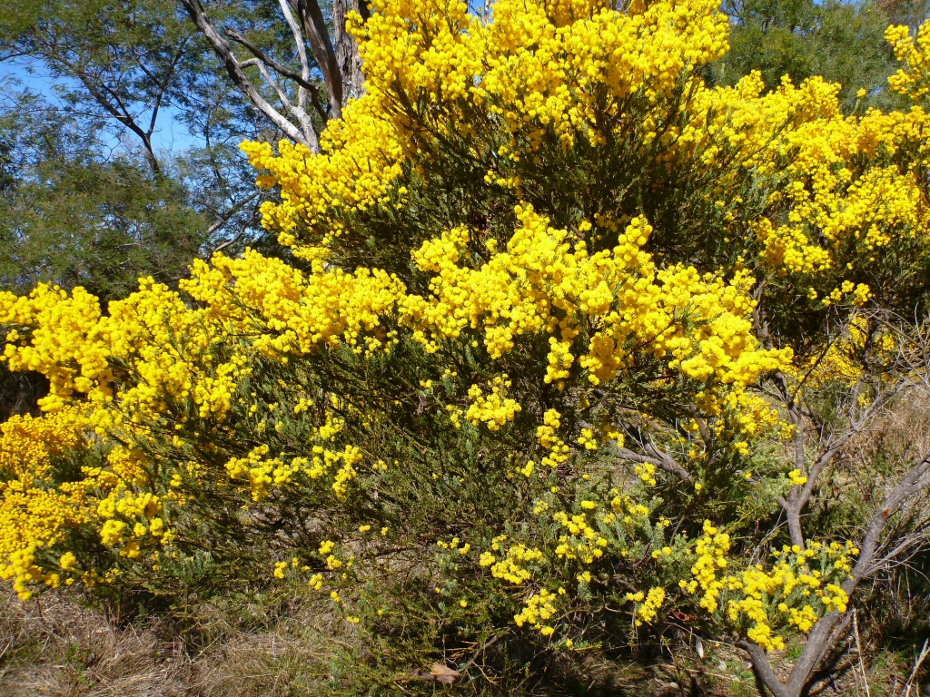 Acacia acinacea - gold dust wattle.