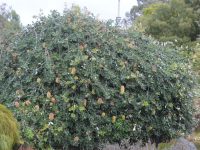 Banksia integrifolia prostrate