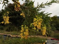 Grevillea hybrid 'Lemon Daze'