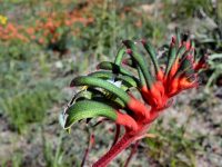 Anigozanthos manglesii - red and green kanagaroo paw