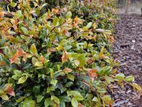 Syzygium australe 'Resilience' - lilly pilly
