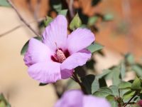 Gossypium sturtianum - Sturt's Desert Rose is the Northern Territory's floral emblem