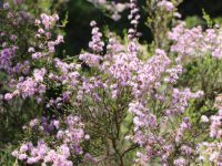Kunzea parvifolia - Violet Kunzea