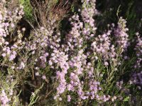 Kunzea parvifolia - Violet Kunzea
