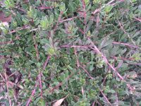 Myoporum parvifolium purpurea - Boobialla