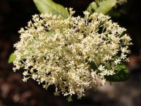 Olearia argophylla - Musk Daisy Bush