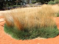 Triodia scariosa - Porcupine Grass