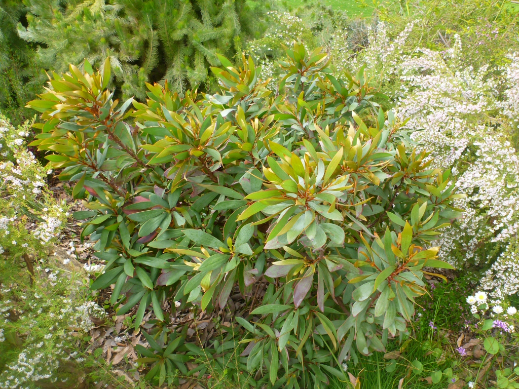 Hakea laurina Pincushion Hakea Gardening With Angus
