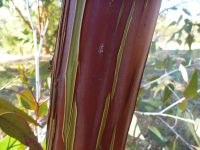 Eucalyptus caesia 'Silver Princess' bark is very decorative