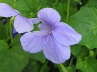 Viola hederaceae 'Monga Magic' is a great groundcover for moist areas