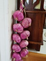Plaited purple garlic