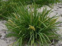 Lomandra longifolia is edible and good for basket making, a hardy plant