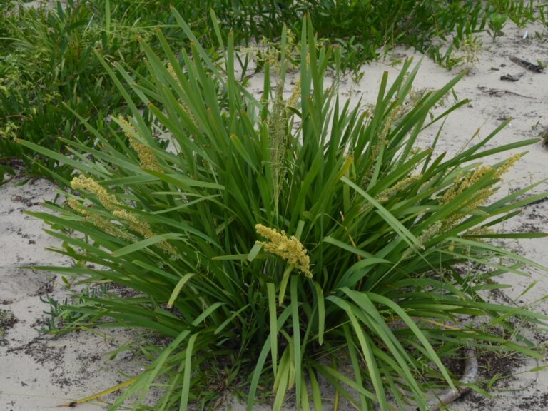 Lomandra longifolia – Mat Rush | Gardening With Angus