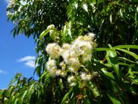 Waterhousea floribunda - weeping lilly pilly is a medium sized rainforest tree