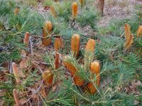 Banksia spinulosa 'Schnapper Point'