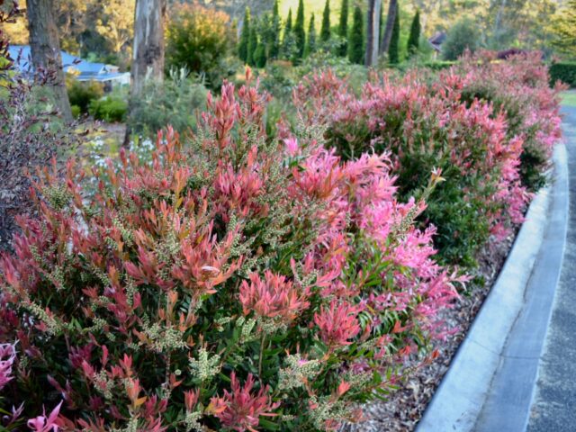 Callistemon All Aglow and Great Balls Of Fire hedge Australian native plants