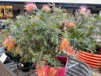 Grevillea 'Loopy Lou' is a small plant with large flowers