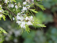 Austromyrtus tenuifolia - Midgenberry