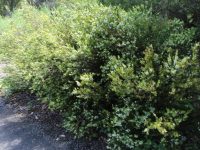Austromyrtus tenuifolia - Midgenberry