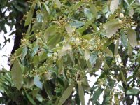 Callicoma serratifolia - Black Wattle
