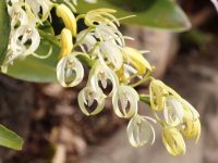 Dendrobium falcorostrum - Beech Orchid