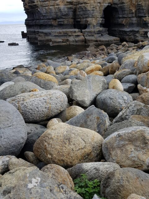 Sea Celery at Tunnel Bay Tasmania