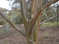 Eucalyptus campaspe - Silver Gimlet has a beautiful smooth bark