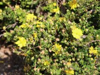 Hibbertia pedunculata is a very hardy and adaptable groundcover