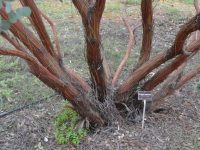 Eucalyptus websteriana - Websters Mallee