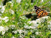 butterfly on babingtonia flowers