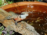 water dragon visiting the garden