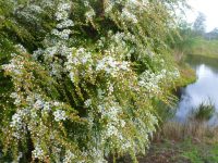 Leptospermum flavescens 'Cardwell'