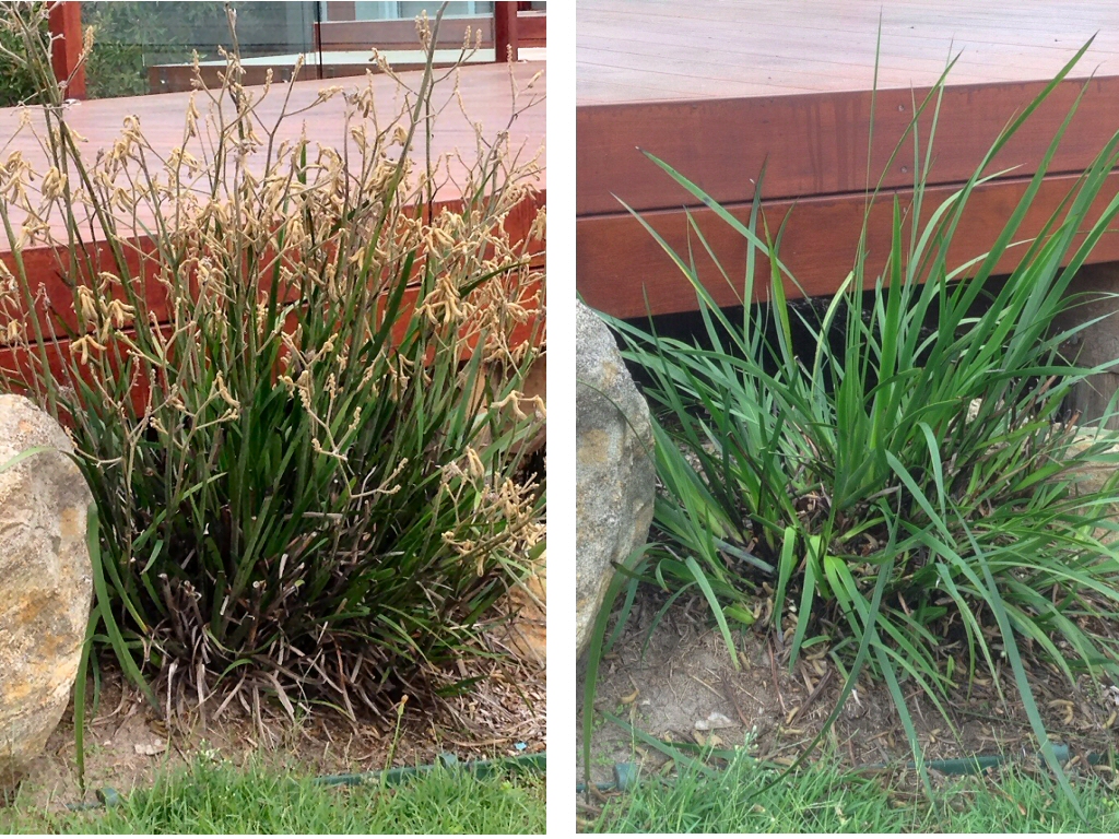 kangaroo paw before and after cleaning up