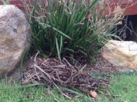how to clean up an old kangaroo paw