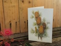 Wildflower card- Banksia spinulosa