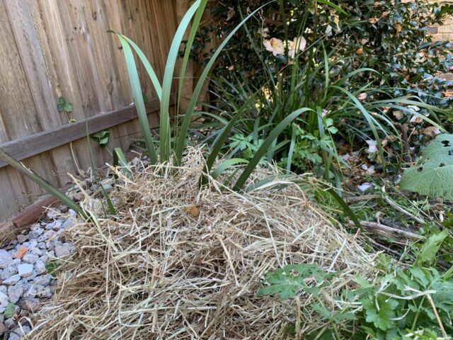 Straw heaped around kangaroo paw to insulate against frost damage