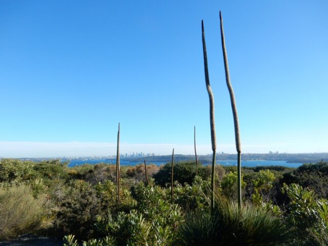 North Head bushwalk Xanthorrhea spikes