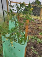 deep planted tomato