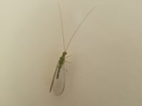 Lacewing newly hatched