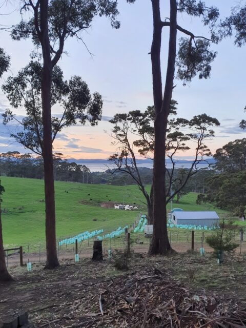 Angus's Tasmanian arboretum