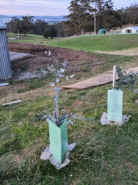 Eucalyptus risdonii on Angus's farm