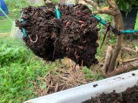 compost mate full of worms