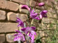 Dendrobium kingianum - pink rock orchid