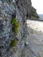 Apium prostratum growing wild in Tasmania